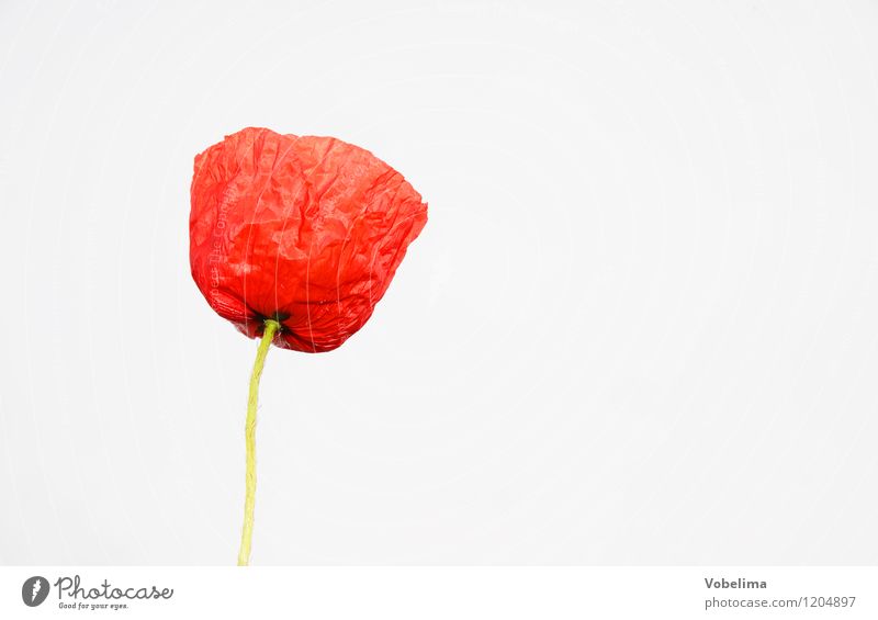 poppy blossom Plant Summer Flower Blossom Red Colour photo Multicoloured Exterior shot Copy Space right Copy Space top Copy Space bottom Day Light High-key