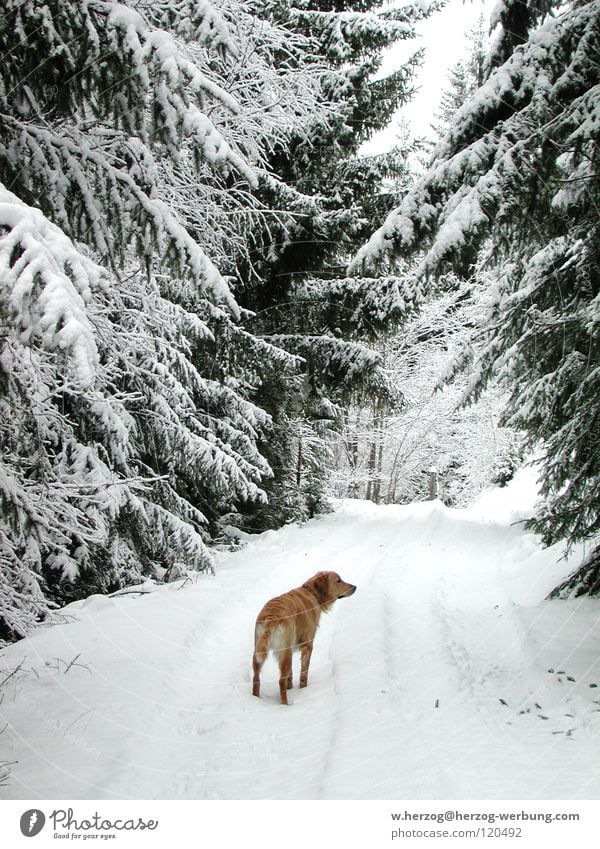 Dog in winter forest Winter Winter forest Forest Golden Retriever Snow To go for a walk Frost