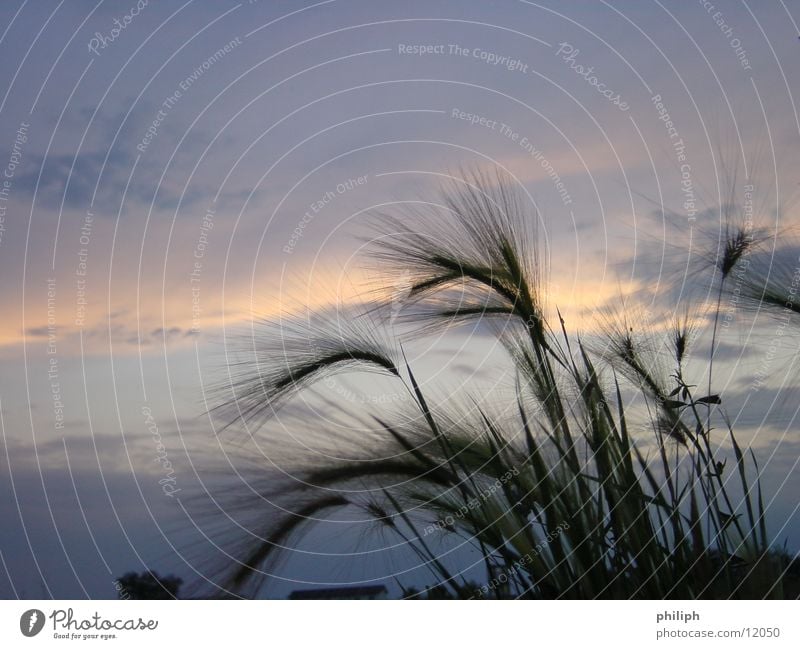 HeavenBarley Sunset Field Sky Grain sundown