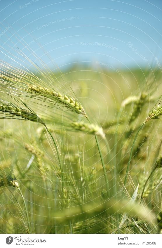 Stormy barley field II Wheat Rye Barley Flower Green Grass Leisure and hobbies Beige Brown Near Summer Meadow Field Blade of grass Ear of corn White Flour Grain