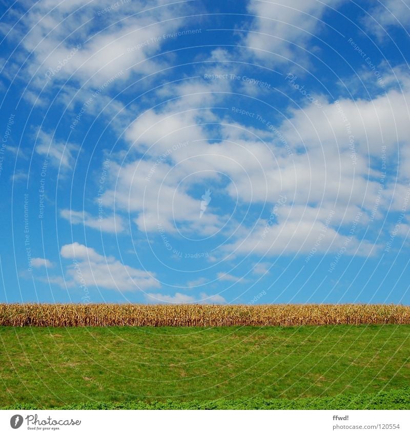 Summer in square 1.0 Clouds Field Meadow Green Wheat Agriculture Maturing time Direct Sky Blue good weather beautiful day Grain Landscape Nature Growth