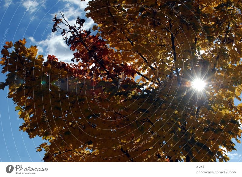 Sunshine! Seasons Sky Coniferous trees Sky blue Geometry Deciduous tree Perspective Coniferous forest Deciduous forest Glade Paradise Clearing Calm Green Plant