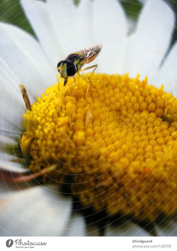 Lasse Floating Hover fly Insect Small Flower Marguerite Trunk Suck Yellow Fertilization Black White Striped Camouflage Summer To feed Plant Animal