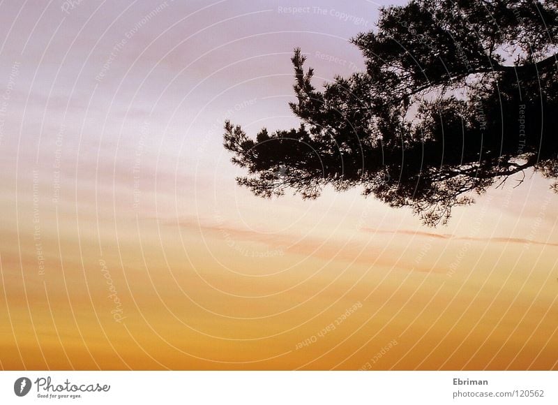 contrasts Morning Clouds Horizon Tree White Black Red Foreground Sunrise Coast Vail Stripe Moody Growth Sky Vantage point Colour graded Pine Silhouette Orange