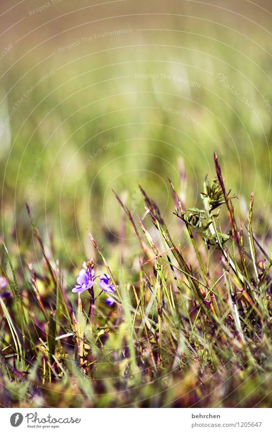 unique piece Nature Plant Spring Summer Beautiful weather Flower Grass Leaf Blossom Wild plant Veronica Garden Park Meadow Field Blossoming Growth Small Green