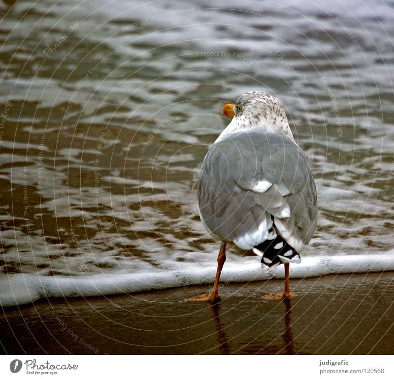 sea view Lake Silvery gull Seagull Bird Feather Beak Beach Ocean Coast Vacation & Travel Longing White crest Colour Sand Baltic Sea Looking Wait Water