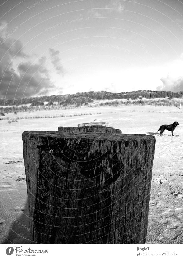 earth curvature Beach Coast Ocean Lake Body of water Grass Tide Waves Wood Clouds Dog Black White Loneliness Calm Thought Renewal Experience Printed Matter