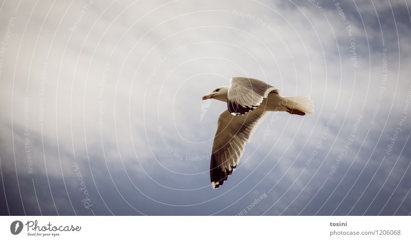 in the sky Animal Wild animal Bird 1 Blue Sky Seagull Clouds Clouds in the sky Flying Wing Beak Elegant Dominant Colour photo Copy Space left Upward