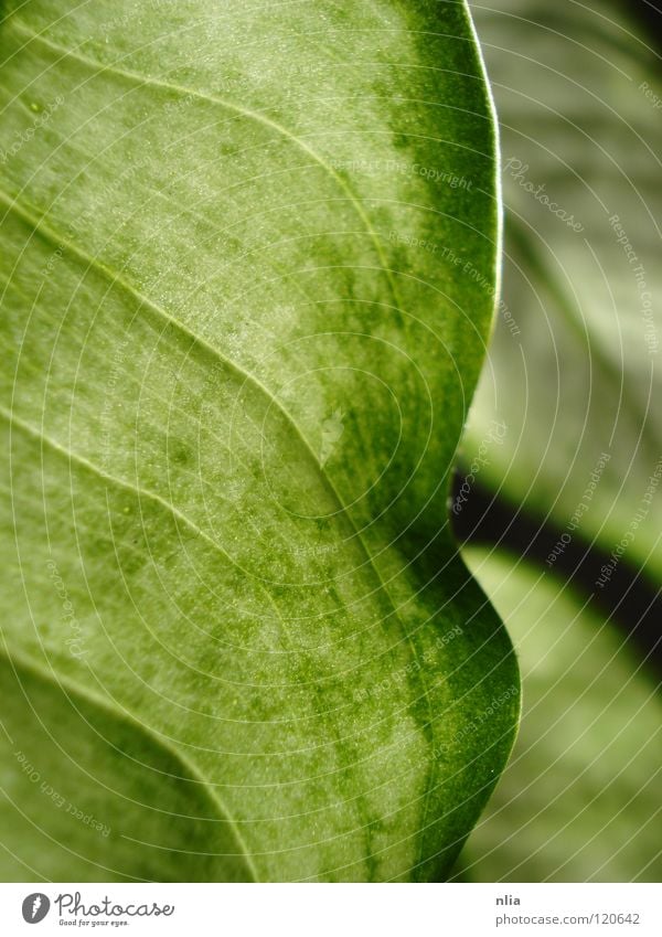 Green Leaves Leaf Plant Harmonious Bushes Nature