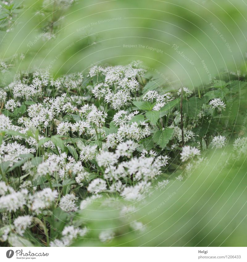 in the bear's garlic forest... Environment Nature Landscape Plant Spring Flower Leaf Blossom Wild plant Club moss Forest Blossoming Growth Exceptional Fragrance