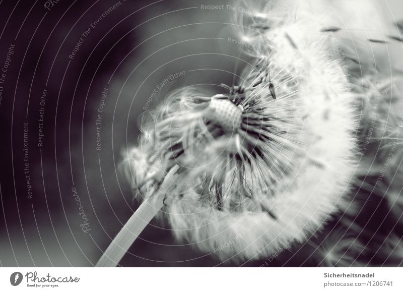 dandelion Nature Plant Air Wind Flower Dandelion Garden Ease Pollination Pollen Black & white photo Exterior shot Copy Space left