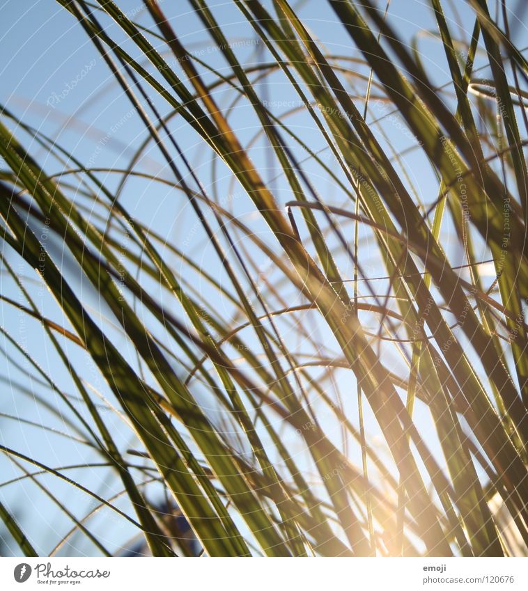 waves 2 Waves Round Grass Green Summery Spring Autumn Cold Graphic Jump Nature Plant Simple Relaxation Quality Calm Beautiful Light Sunlight Light blue