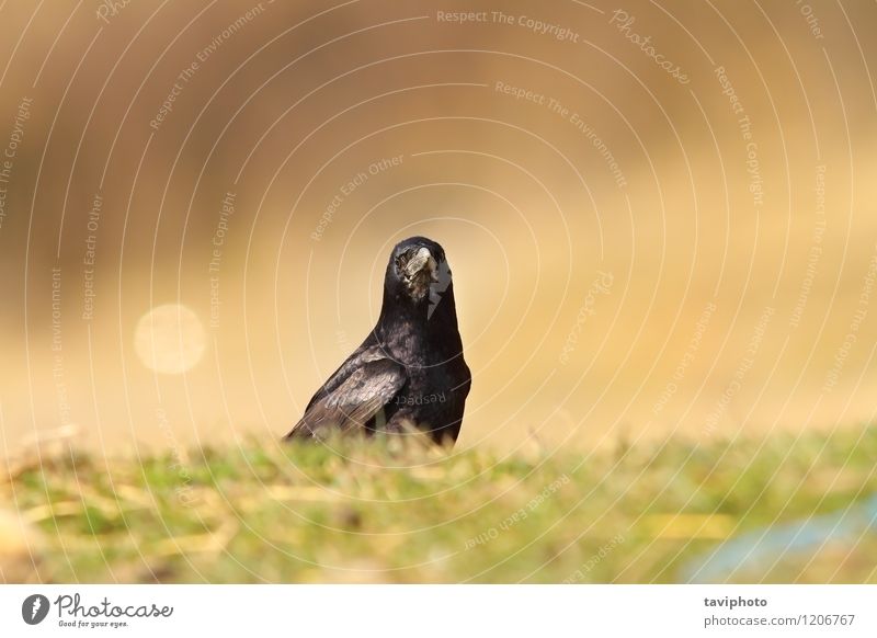 crow looking at the camera Camera Nature Animal Warmth Park Meadow Dead animal Bird Dark Wild Green Black Crow corvus background wildlife raven jackdaw one