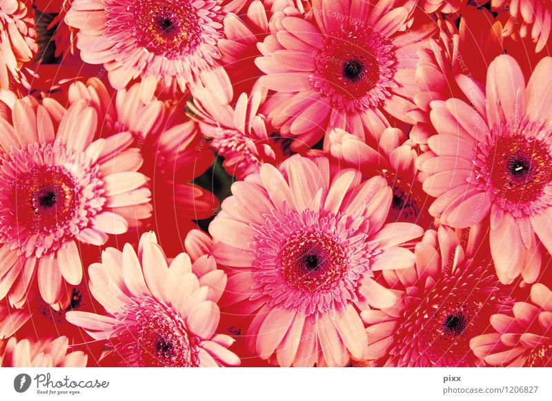 any amount of asteraceae Luxury Elegant Style Garden Gardening Gardener landscape gardener Nature Plant Flower Blossom Exotic Gerbera Near Beautiful Many Soft