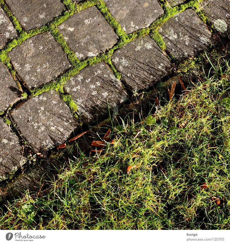 Square is always Meadow Grass Pave Growth Diagonal Green Furrow Garden Park Lawn Cobblestones Farm Stone Nature Structures and shapes Seam