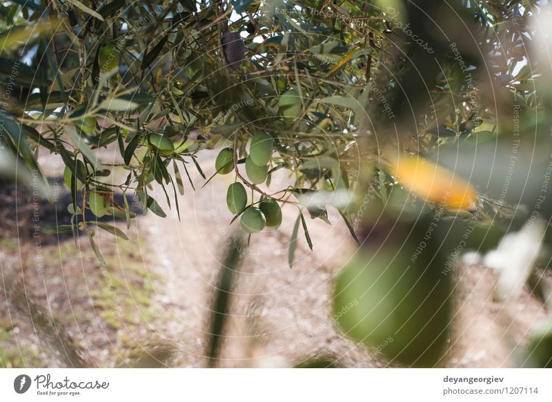 Olive branches on foreground. Vegetable Fruit Garden Nature Landscape Plant Tree Leaf Fresh Natural Green olive mediterranean plantation food grove Organic