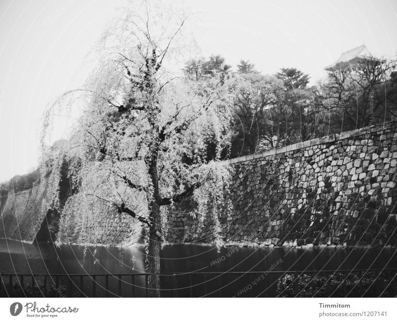 Osaka Castle. Environment Water Sky Bad weather Tree Park Japan Stone Esthetic Dark Gray Black White Emotions Memory Wall (barrier) Osaka-jo castle