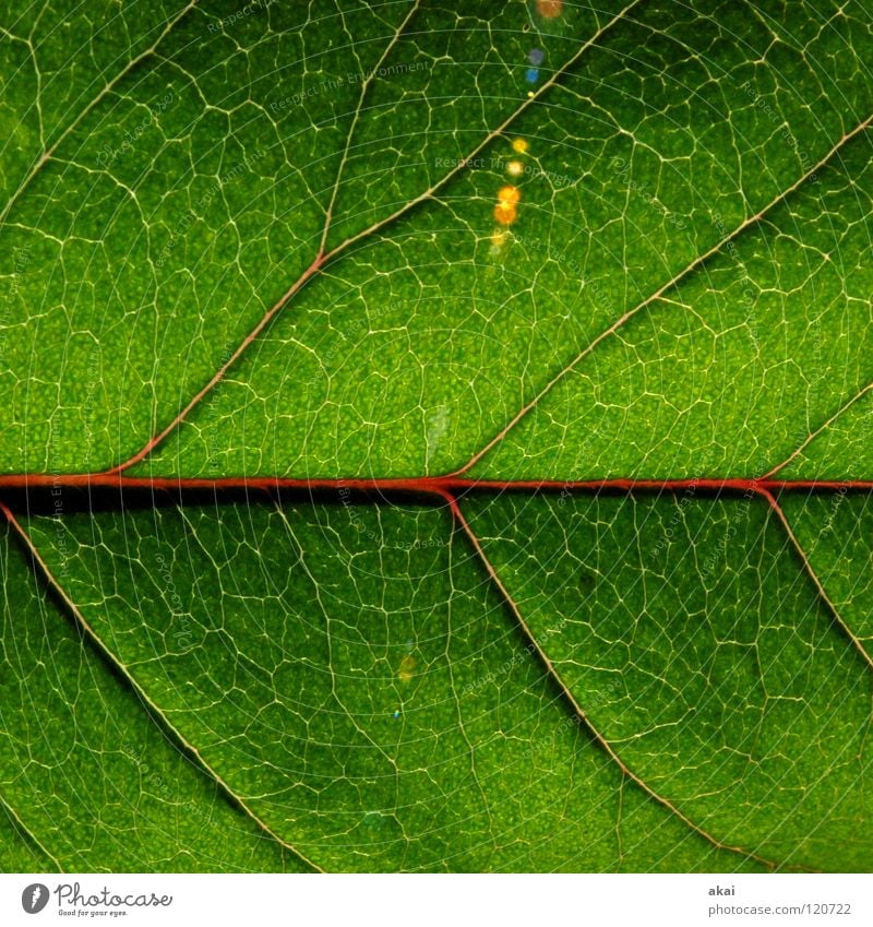 The sheet 25 Plant Green Botany Part of the plant Verdant Macro (Extreme close-up) Close-up Nature Rachis Underside of a leaf Branched Foliage plant cherry leaf