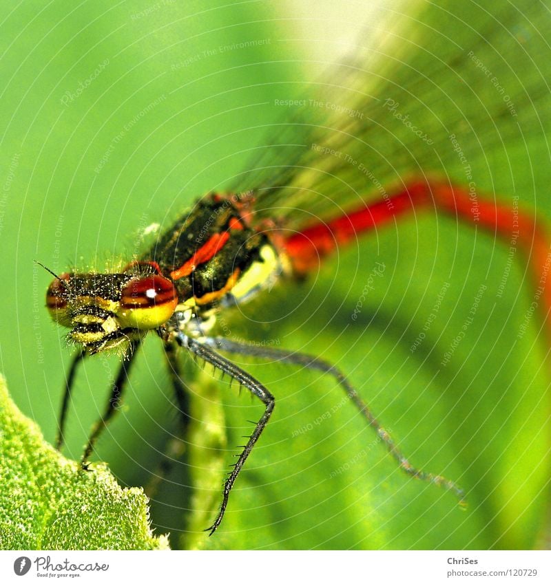 Early Adonis Virgo (Pyrrhosoma nymphula) _03 Large red damselfly Dragonfly Insect Red Animal Green Yellow Summer Articulate animals Small dragonfly