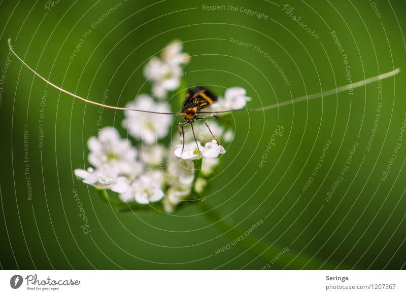 Infinitely long probes Animal Farm animal Fly Bee Butterfly Beetle Animal face 1 Flying Crawl Colour photo Subdued colour Multicoloured Exterior shot Close-up