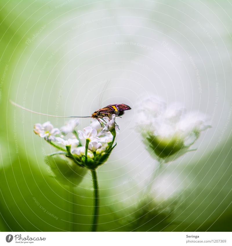 What a view Environment Nature Plant Animal Sun Sunlight Spring Summer Flower Blossom Foliage plant Agricultural crop Butterfly 1 Flying Colour photo