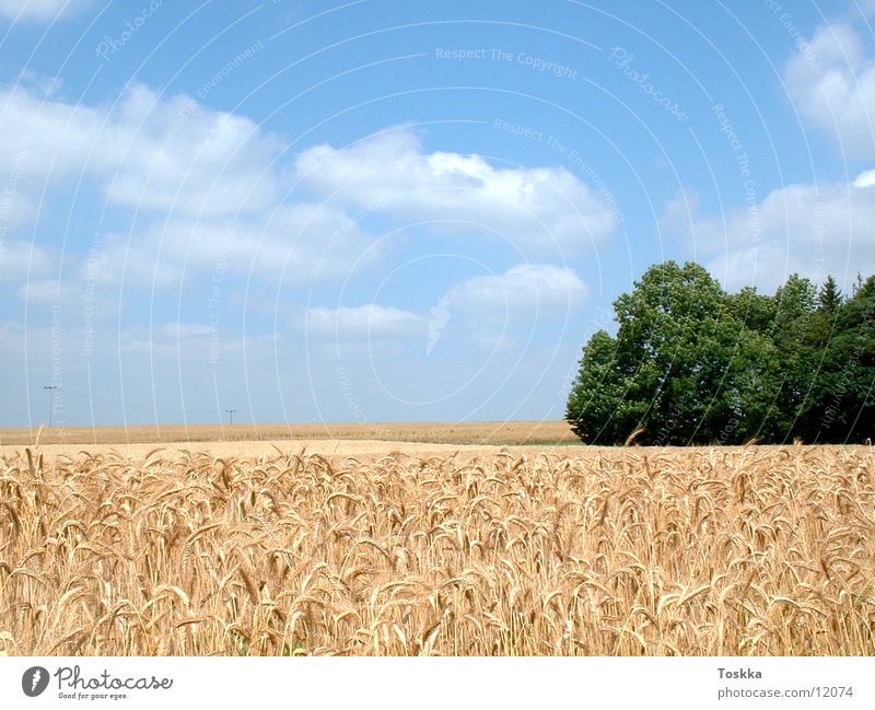 cornfield Ear of corn Sky blue Tree Green Clouds Cornfield Edge of the forest Grain Nature