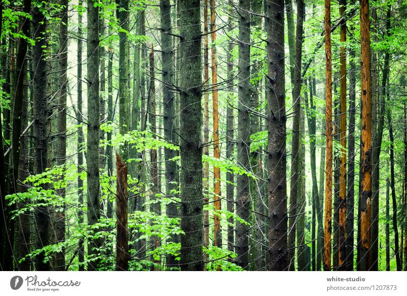 Forest in sight Environment Nature Plant Tree Park To go for a walk Mystic Green Forest death Tree trunk Treetop Tree felling Relaxation Recreation area