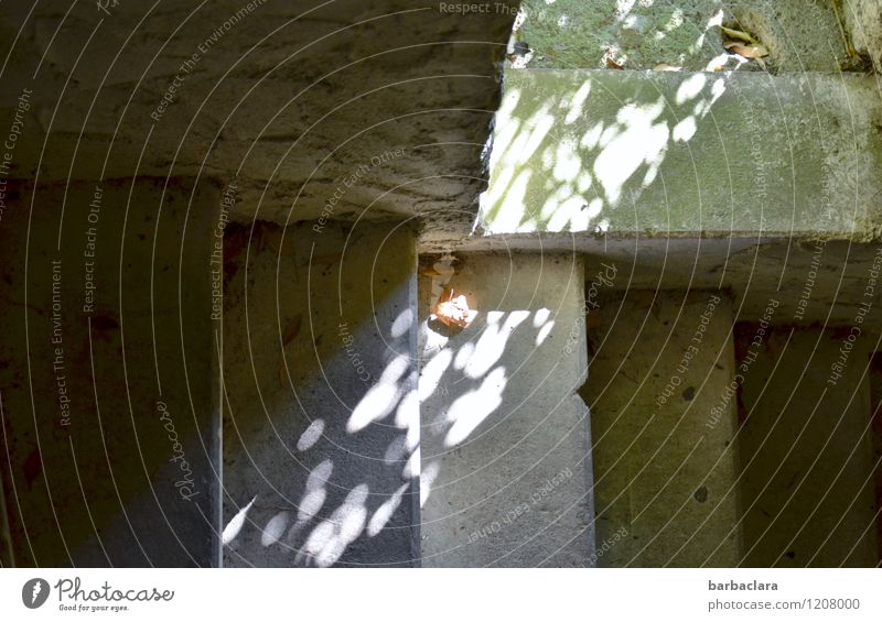 Kriegsenkel | Tower staircase with ray of hope Leaf Castle Manmade structures Wall (barrier) Wall (building) Stairs Stone Dark Bright Historic Emotions Moody