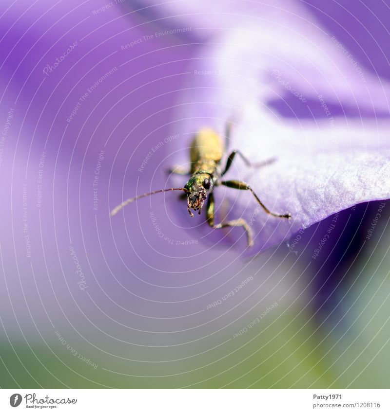 What are you looking at? Nature Animal Beetle 1 Crawl Looking Glittering Curiosity Yellow Violet Exterior shot Macro (Extreme close-up) Deserted Copy Space left