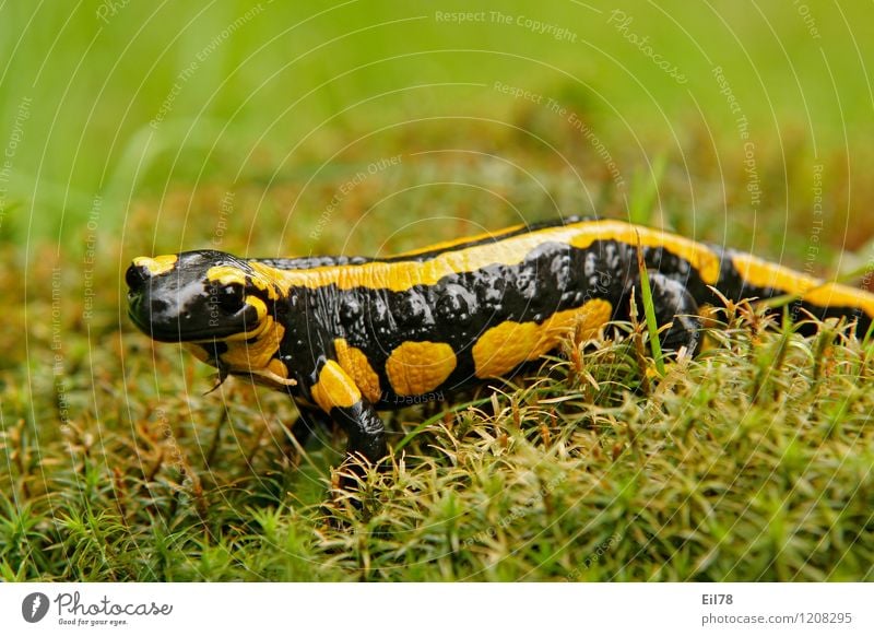 fire salamander Animal Wild animal 1 Environment Amphibian Salamander Black Yellow female Feminine Colour photo Exterior shot Close-up Detail