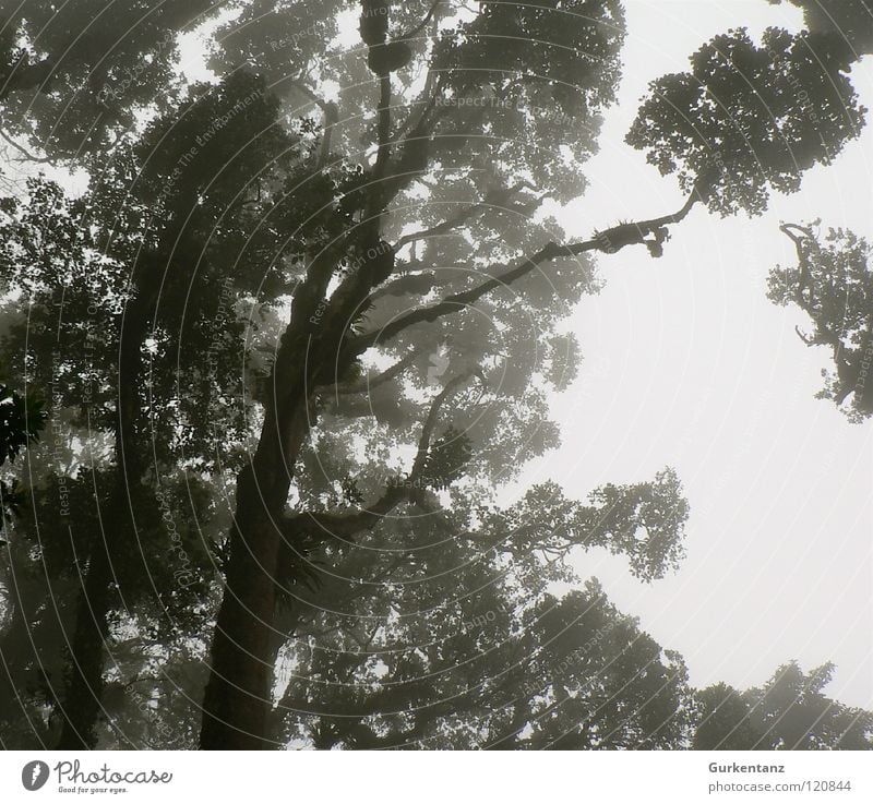 Blackwood Forest Virgin forest Tree Leaf Treetop Black & white photo Borneo Tree trunk