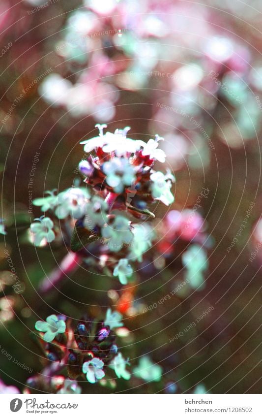 flowery spice Nature Plant Spring Summer Autumn Flower Leaf Blossom Agricultural crop Thyme Garden Park Meadow Field Blossoming Growth Fragrance Beautiful Brown