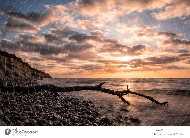 Driftwood on the coast of the Baltic Sea Relaxation Vacation & Travel Beach Ocean Nature Landscape Water Clouds Beautiful weather Coast Stone Wood Romance Idyll