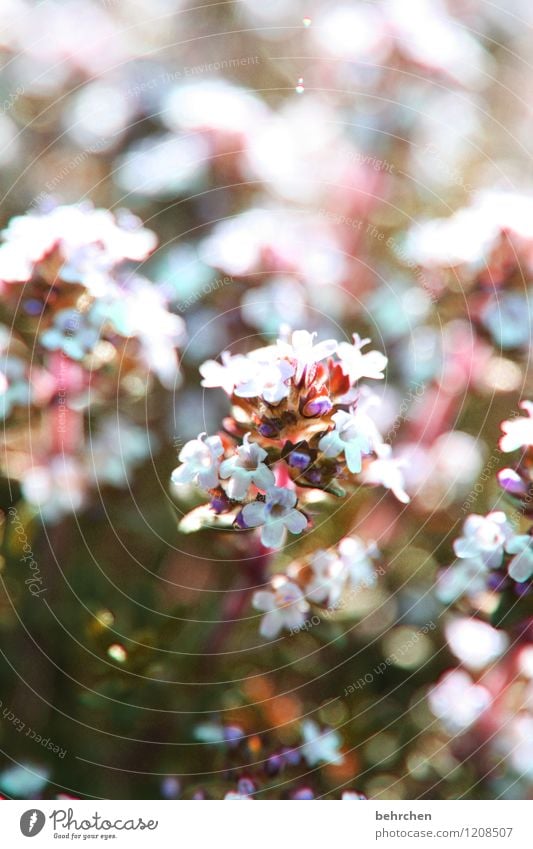 spice Nature Plant Summer Beautiful weather Flower Leaf Blossom Herbs and spices Thyme Marjoram Oregano Garden Park Meadow Blossoming Fragrance Summery Fresh