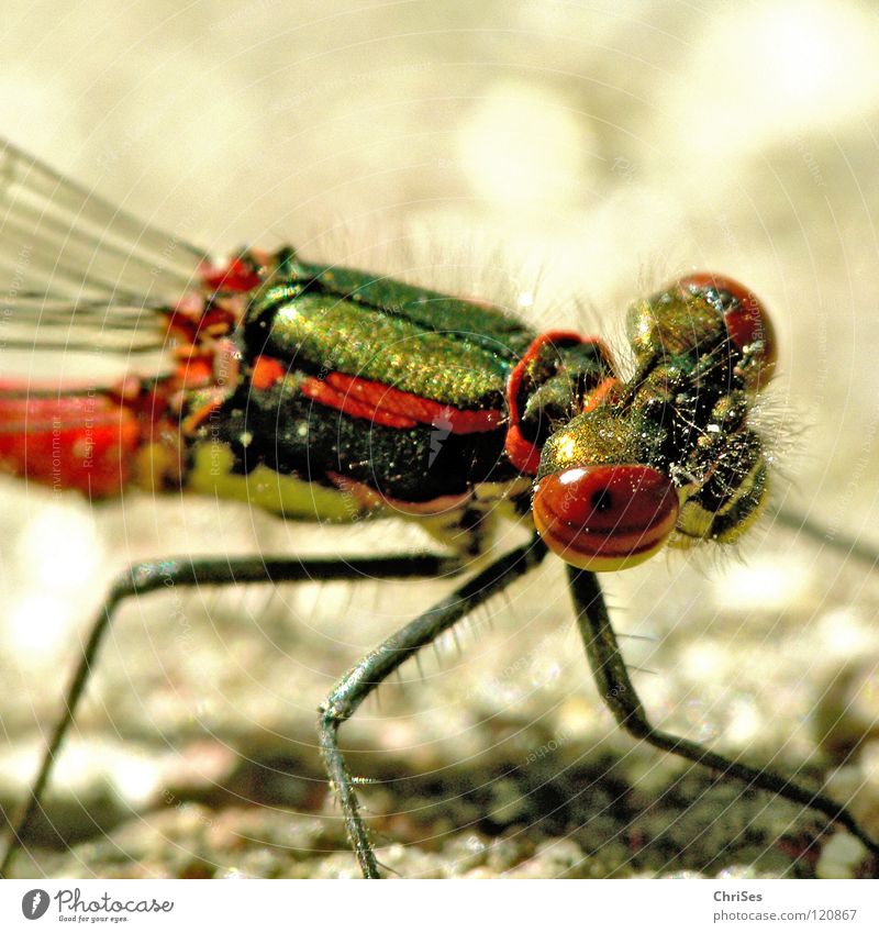 Early Adonis Virgo (Pyrrhosoma nymphula) _04 Large red damselfly Dragonfly Insect Red Animal Green Yellow Summer Articulate animals Small dragonfly