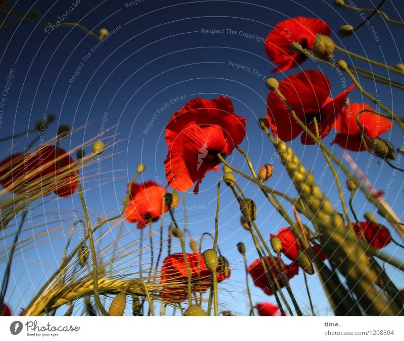 Ground and field day | Spreedoradorausch Beautiful weather Plant Agricultural crop Wild plant Poppy Poppy blossom Field Tall Life Curiosity Interest Surprise