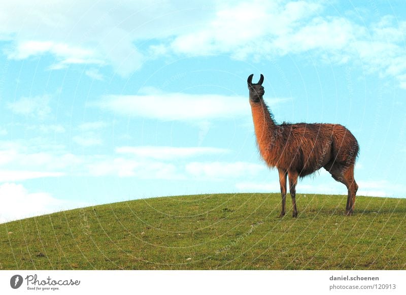 Lama and hills and nice weather Americas South America Cyan Grass Hill Clouds Background picture Green Listening Sky Mammal Llama Andes Blue Weather Looking Ear