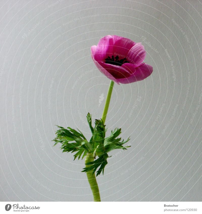 Accessories. Anemone Flower Style Still Life Blossom Classic Classical Simple Alternative medicine