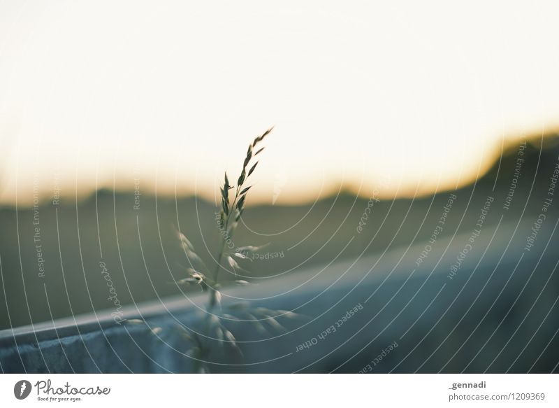 / Environment Nature Plant Elements Grass Contentment Calm Wheat Grain Ear of corn Warmth Safety (feeling of) Colour photo Exterior shot Deserted