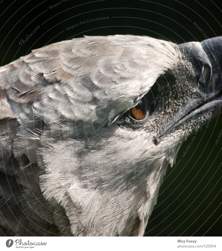 View into the distance Bird Eagle Gray Animal Zoo Bird of prey Aggression Macro (Extreme close-up) Close-up Looking Nature visual acuity Graceful Eyes