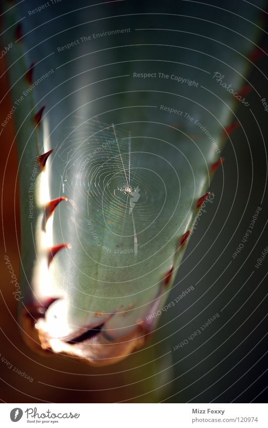 in detail Spider's web Cactus Disgust Fine Diminutive Macro (Extreme close-up) Close-up Desert Thorn Plant Nature