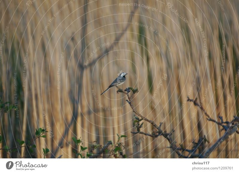 Enjoy the peace Nature Spring Lakeside Pond Animal Wild animal Bird 1 Observe Wagtail Colour photo Exterior shot Twilight