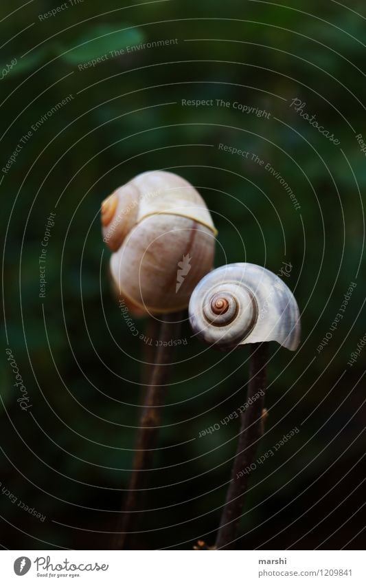 Garden impression IV Nature Spring Summer Plant Park Animal Snail 1 Moody garden decoration Decoration Snail shell Colour photo Exterior shot Close-up Detail