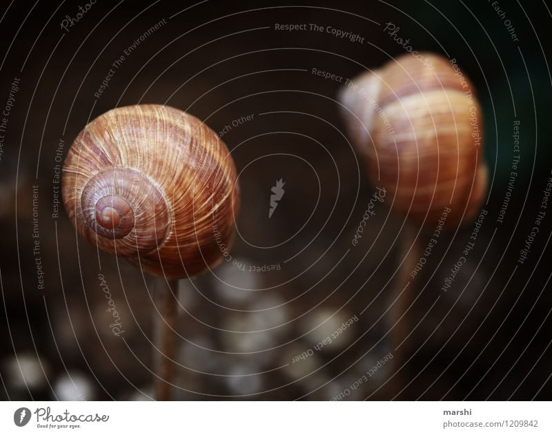 garden impression Nature Plant Garden Park Animal Snail Moody Brown Snail shell Decoration Colour photo Exterior shot Close-up Detail Macro (Extreme close-up)