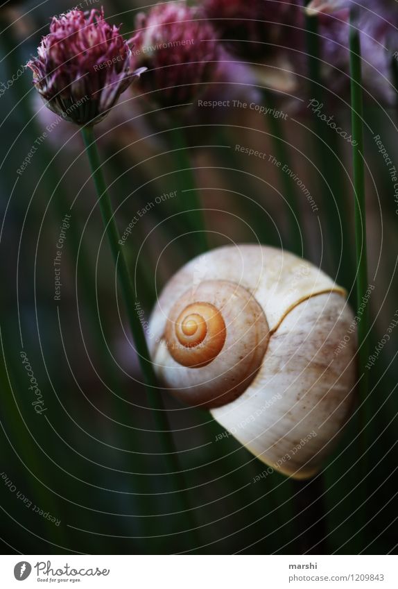 Garden impression III Nature Plant Animal Spring Summer Bushes Park Snail Moody Snail shell garden impression Chives Colour photo Exterior shot Close-up Detail