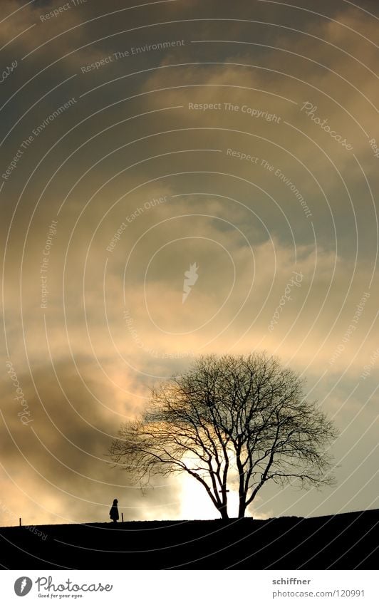 cloud walk Clouds Silhouette Tree Fence To go for a walk Going Evening Twilight Sunset Winter Cold Loneliness Natural phenomenon Black Forest Awareness Sky Pole