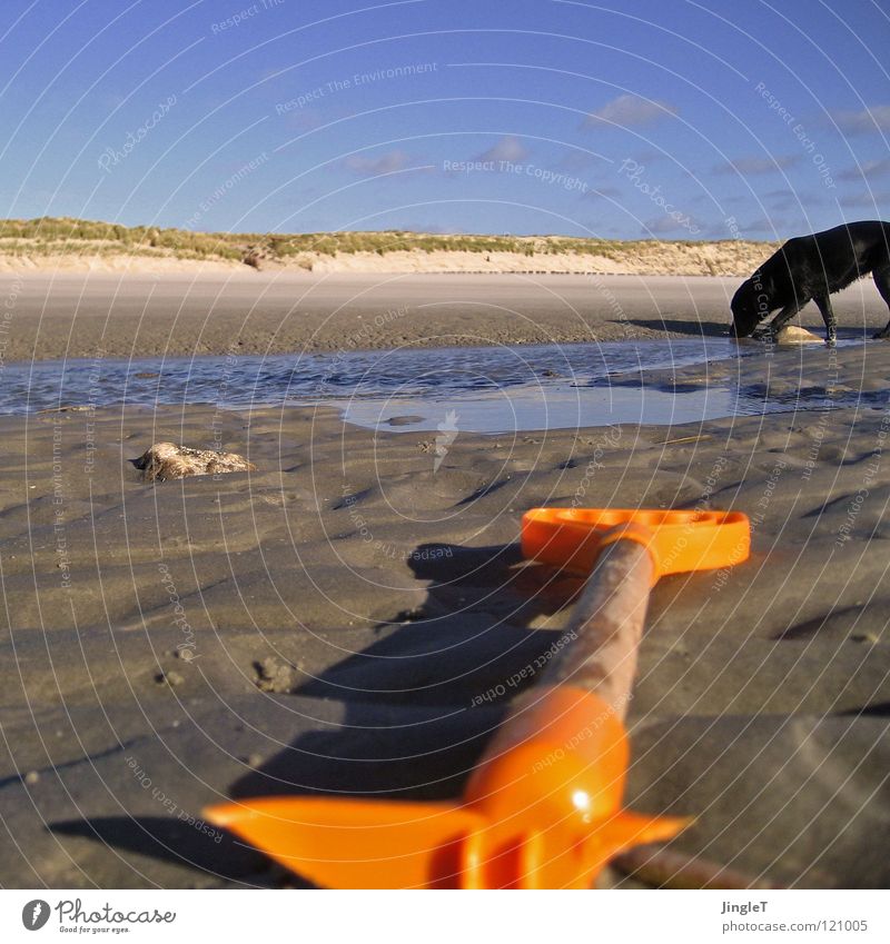 interaction Beach Coast Ocean Lake Body of water Grass Tide Waves Wood Trash Destruction Remainder Playing Clouds Dog Black Drinking Search To feed Labrador