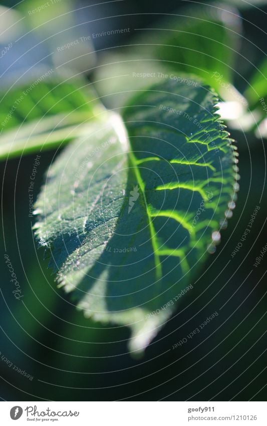 Radiant leaf Nature Summer Plant Leaf Forest Elegant Bright Beautiful Green Moody Colour photo Exterior shot Evening Light Shadow Sunlight Sunbeam