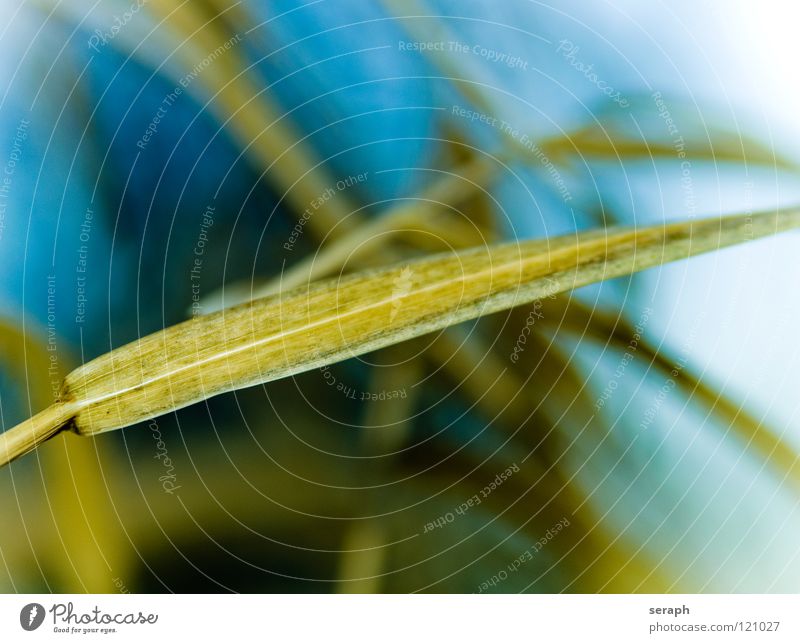 Reed Common Reed Reeds Habitat Juncus Blossoming Grass Blade of grass Plant Nature wag Environment Marsh grass Sweet grass spiral Background picture Abstract