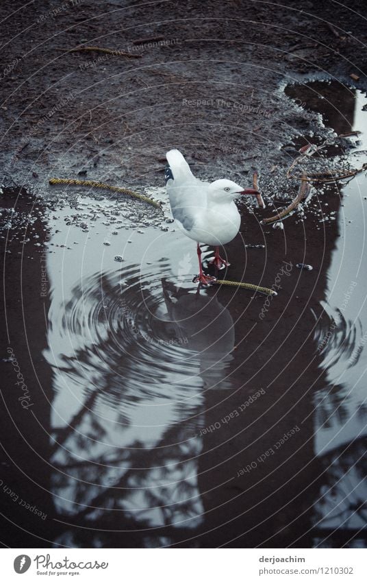 Today I do not take shampoo says a seagull bathing in a puddle, with reflection. Burleigh Heads. Queensland. Australia. Joy Wellness Trip Environment Summer